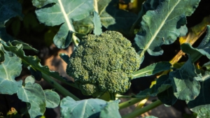 How to Plant, Grow, and Care for Broccoli