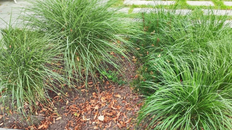 15 Low-Maintenance Plants for Shade Gardens