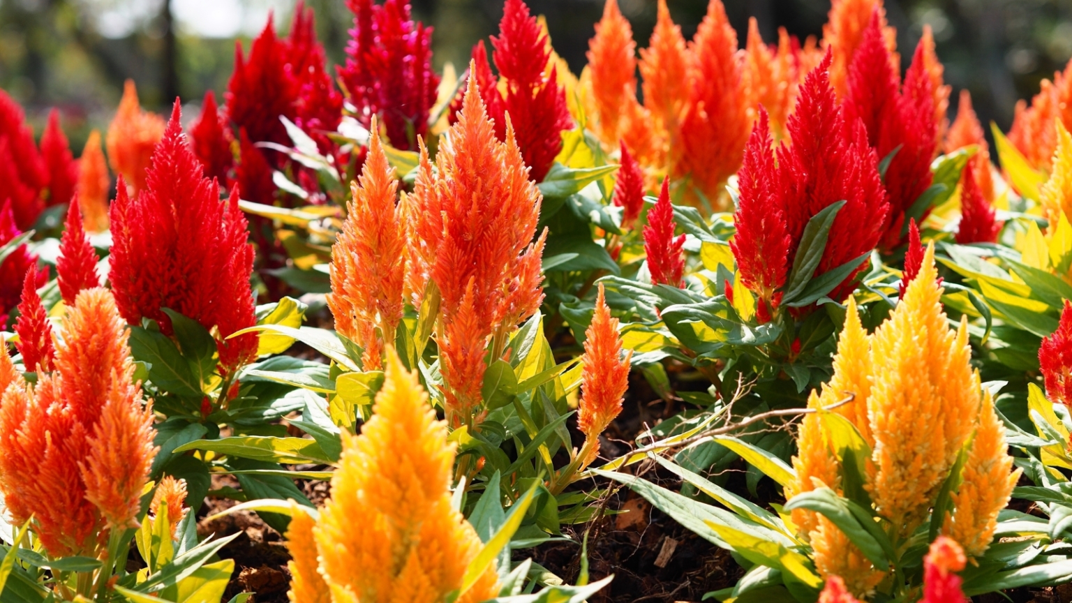 23 Easy Beginner Flowers You Can Still Plant This Year