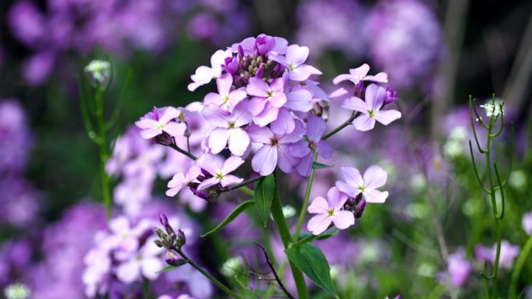 Annual, Perennial, Biennial, Ephemeral: Explaining Common Garden Terms