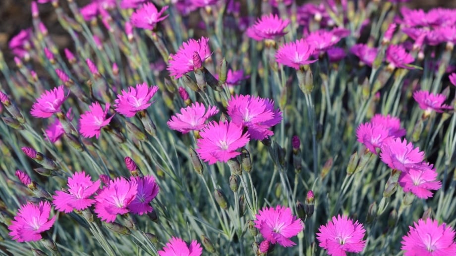 Dianthus Rescue Rovers How to Plant, Grow, and Care for Dianthus