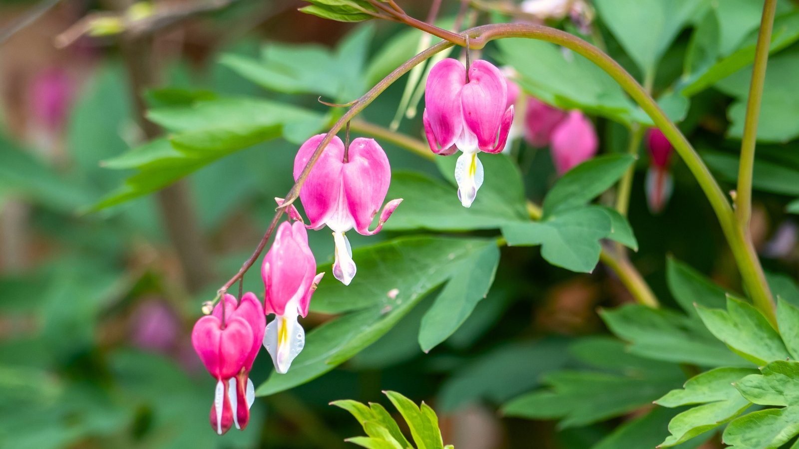 This plant features arching stems with heart-shaped pink or white flowers dangling from the tips and fern-like green leaves.