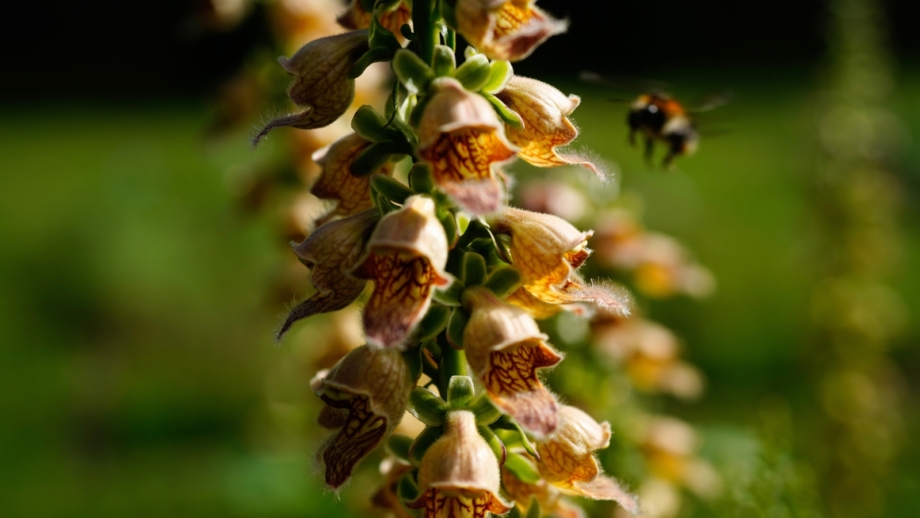 19 Beautiful Foxglove Varieties To Plant This Year 19-beautiful-foxglove-varieties-to-plant-this-year