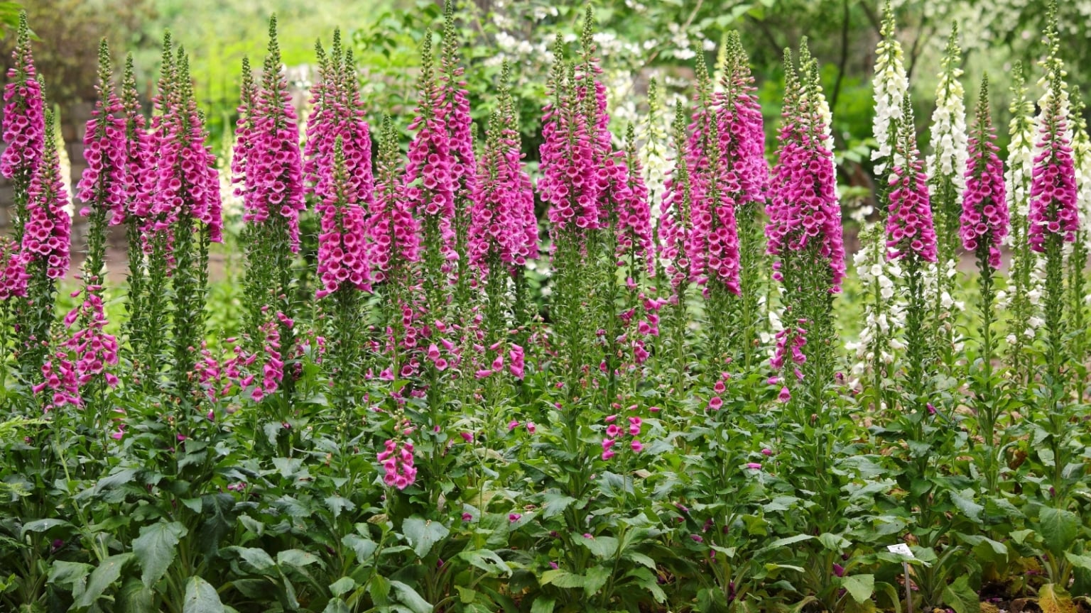 19 Beautiful Foxglove Varieties to Plant This Year