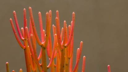 The photo displays the Euphorbia tirucalli 'Firesticks,' with its slender, coral-like stems that turn a vivid red-orange in bright sunlight, resembling a vibrant sea coral.