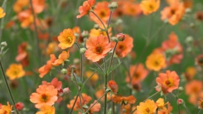 A vibrant orange-hued blossom with multiple layers of delicately ruffled petals