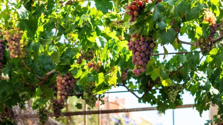 View of How to Plant, Grow, and Care For Concord Grapes
