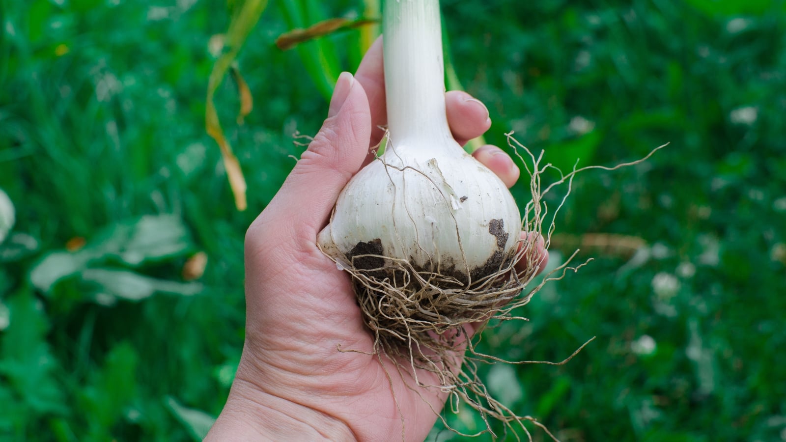 A hand holding a newly harvested Allium sativum head, still fresh with roots and attached and covered in dirt.