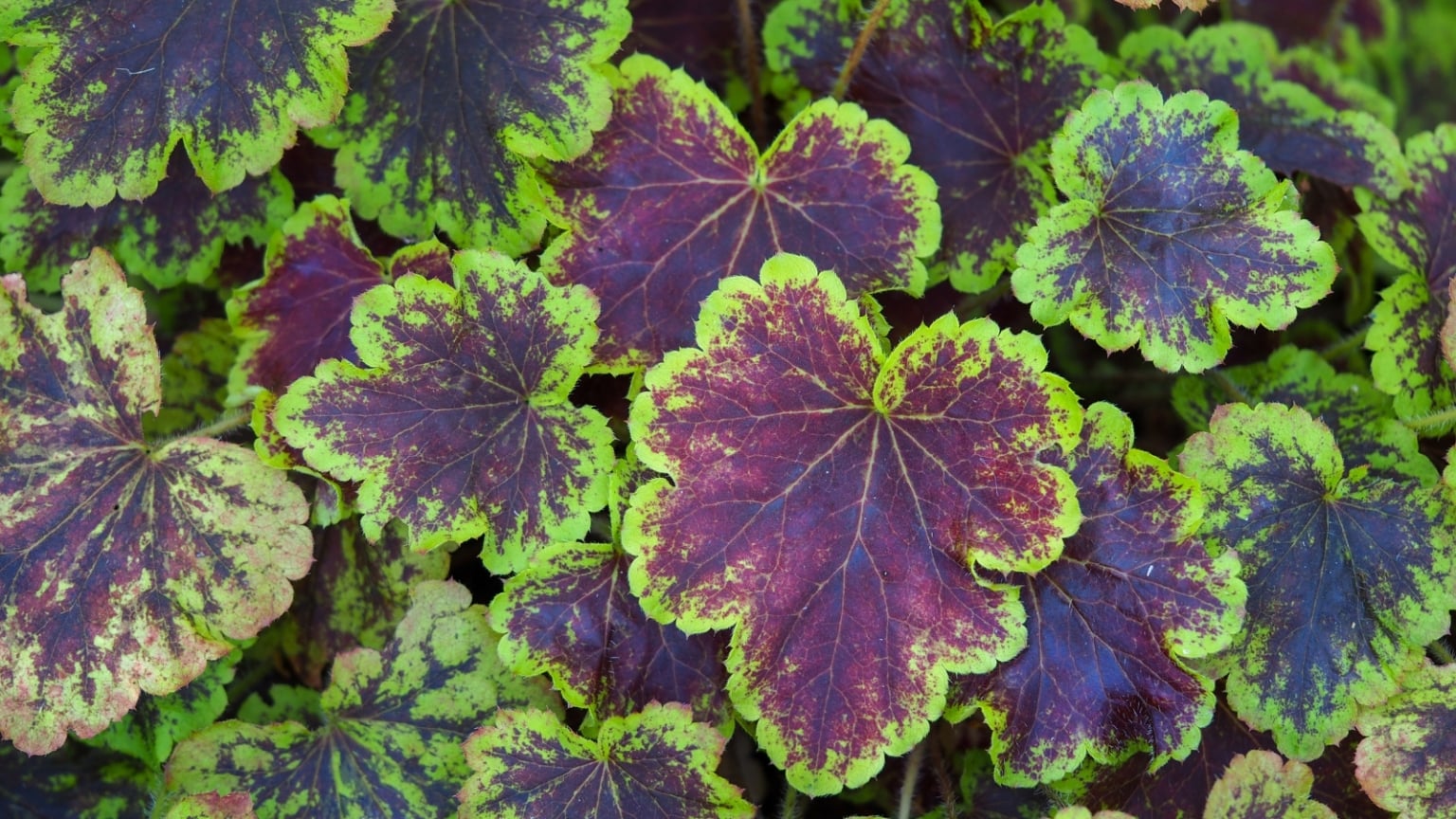 21 Outdoor Plants With Variegated Leaves