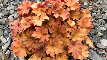 Large, rounded leaves in shades of bronze and apricot create a lush, dense mound of leaves