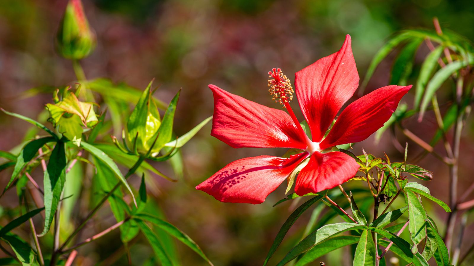 Aa beautiful vivid, red flower with unique petals having pointy ends, facing the light