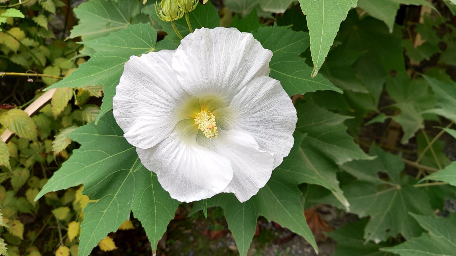 A close-up shot of delicate petals with a pure white hue of the Blue River II