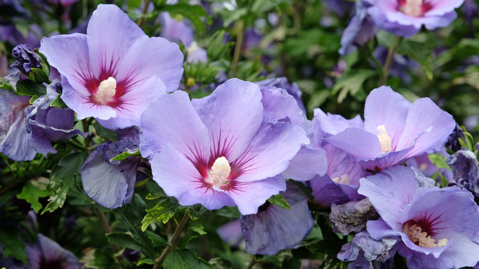 A close-up shot of lilac-colored and delicate petals with a white stemen of the Hibiscus syriacus Blue Bird