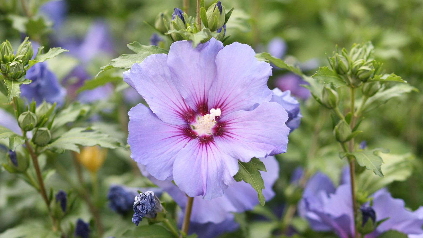 A beautiful flower with a pale purple color with vibrant centers, surrounded by bright green foliage