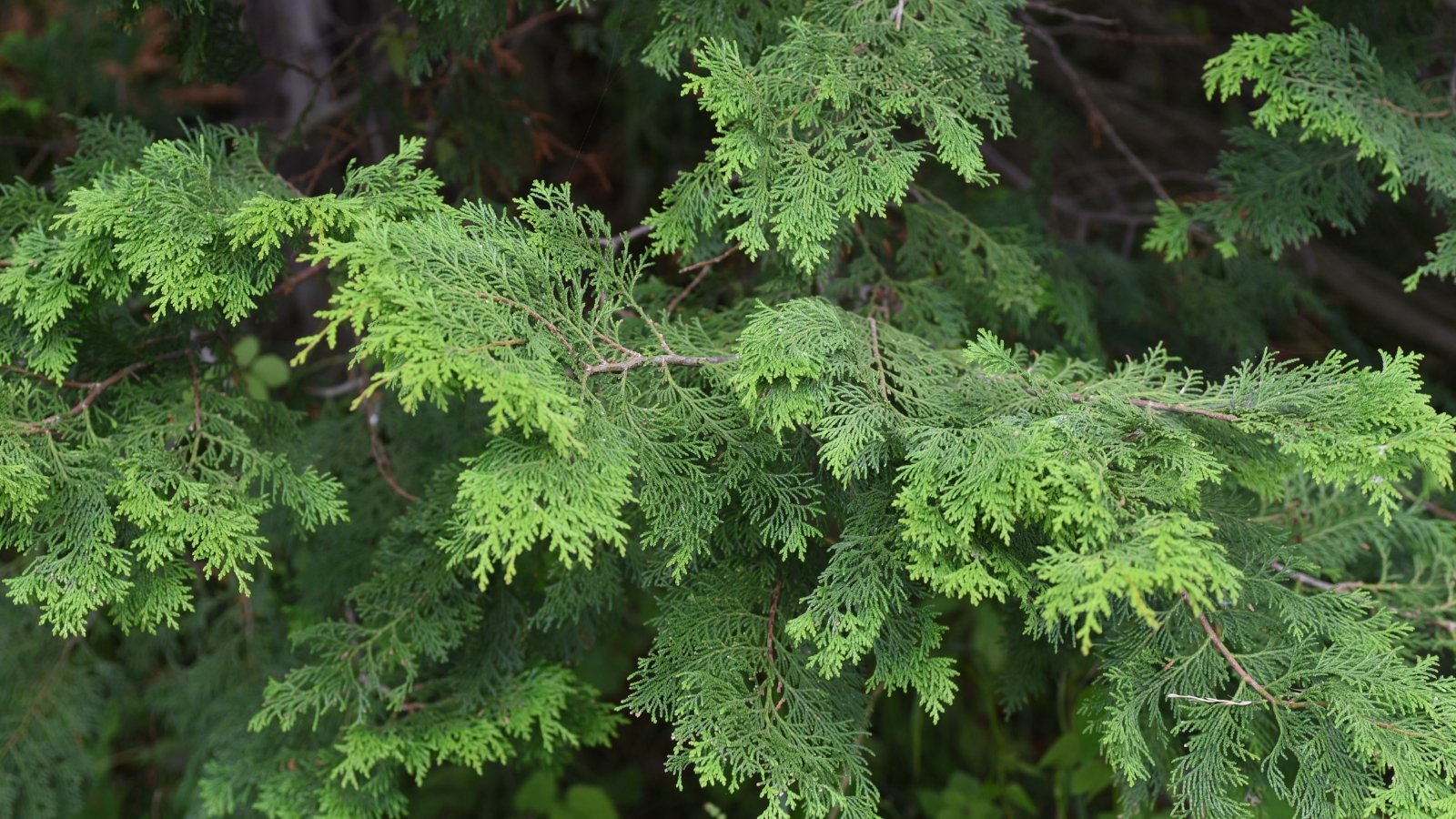 A tall tree with layered, fan-shaped branches of deep green foliage.