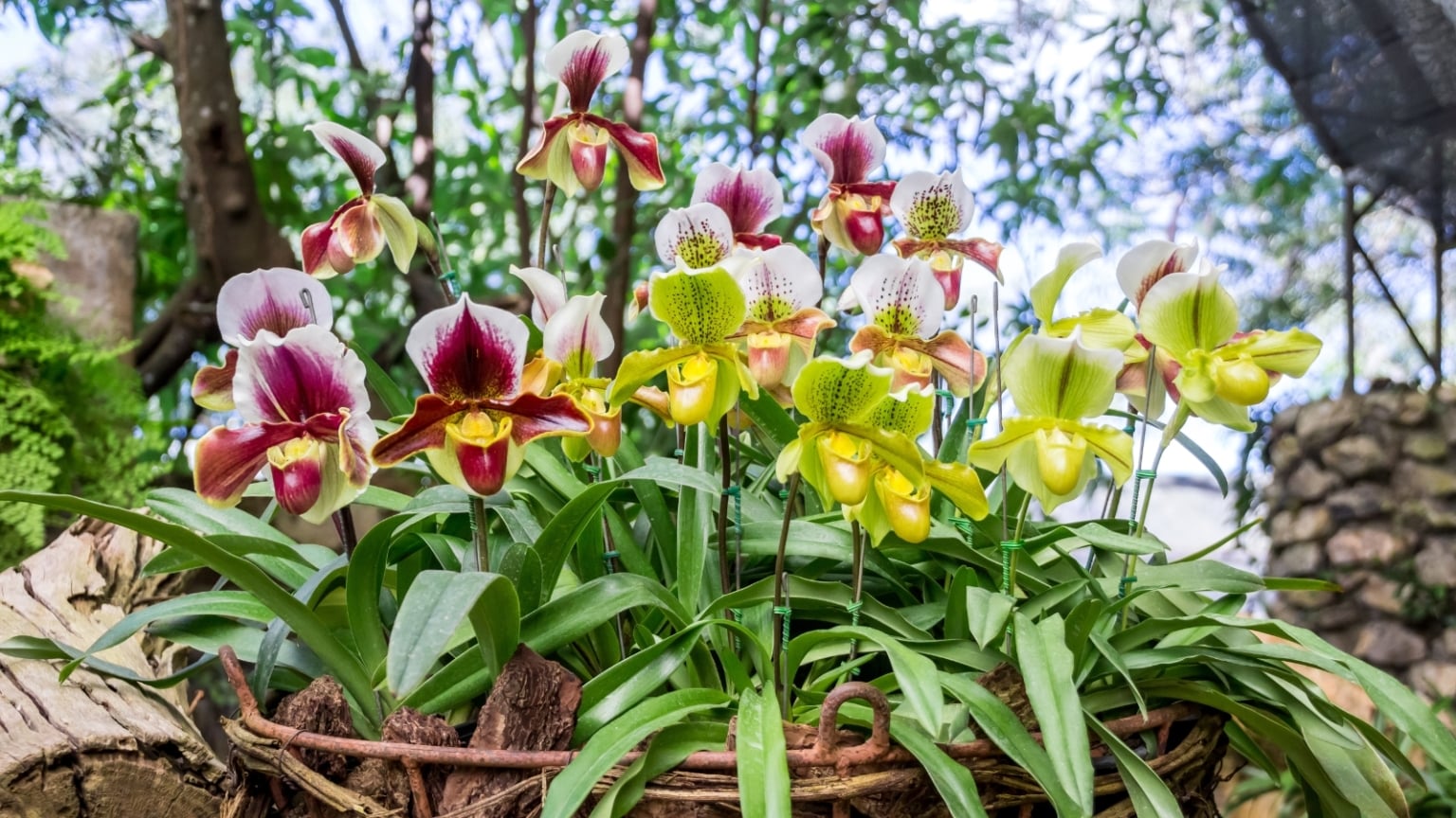 Annual, Perennial, Biennial, Ephemeral: Explaining Common Garden Terms