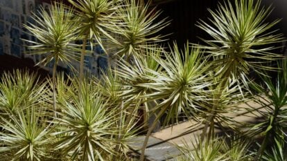 An area covered in green rounded forms of Yucca aloifolia having spiky leaves that appear shiny under bright warm sunlight
