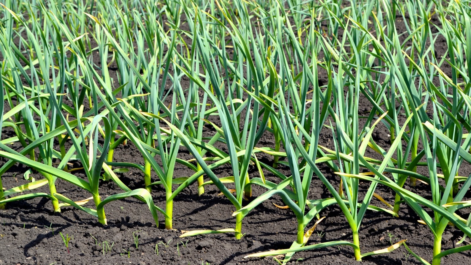 The plants feature upright, narrow green leaves with pointed tips, leading to underground bulbs.