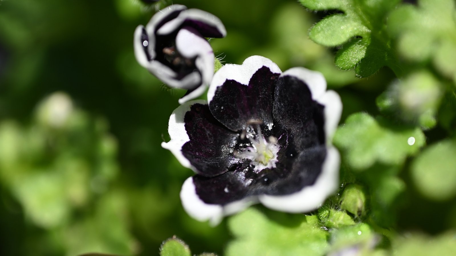 A detailed view of small, delicate black flowers with a subtle purple sheen, contrasted by their bright green foliage, creating a striking visual in the garden.