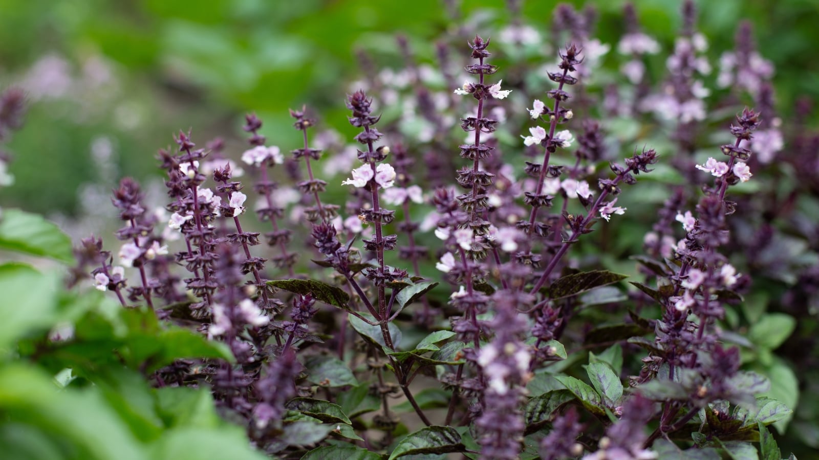 Known for its broad green leaves with a smooth texture, this plant produces small clusters of white to purple flowers.