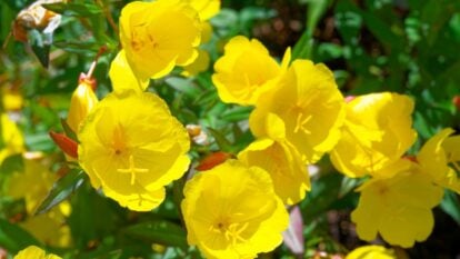 Multiple blooms of the Oenothera fruticosa, having a bright yellow hue with vivid green foliage surrounding the flowers