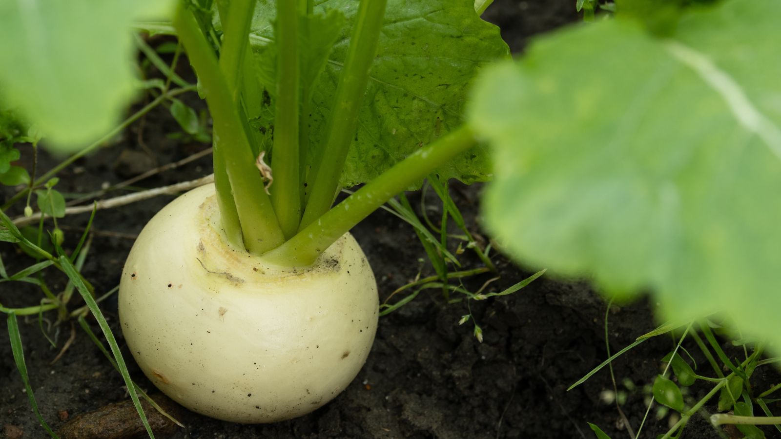 One of many market express turnips, still buried in soil appearing dark brown shaded by the leaves of the crop