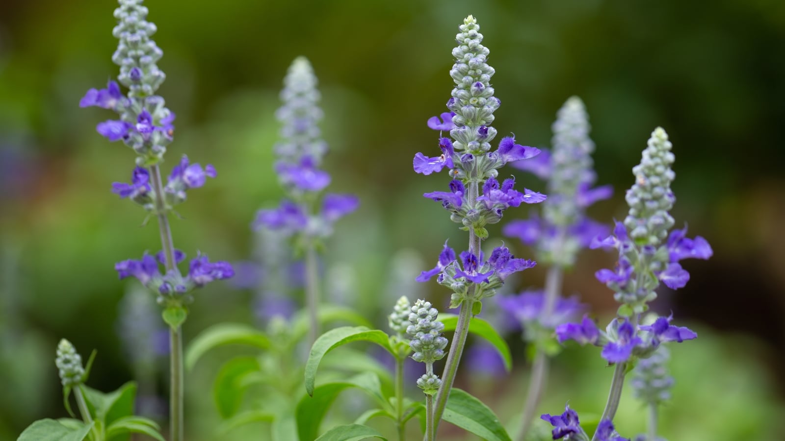 The plant showcases a striking display of bright purple, tubular blooms grouped in compact clusters, complemented by oval, textured green leaves.