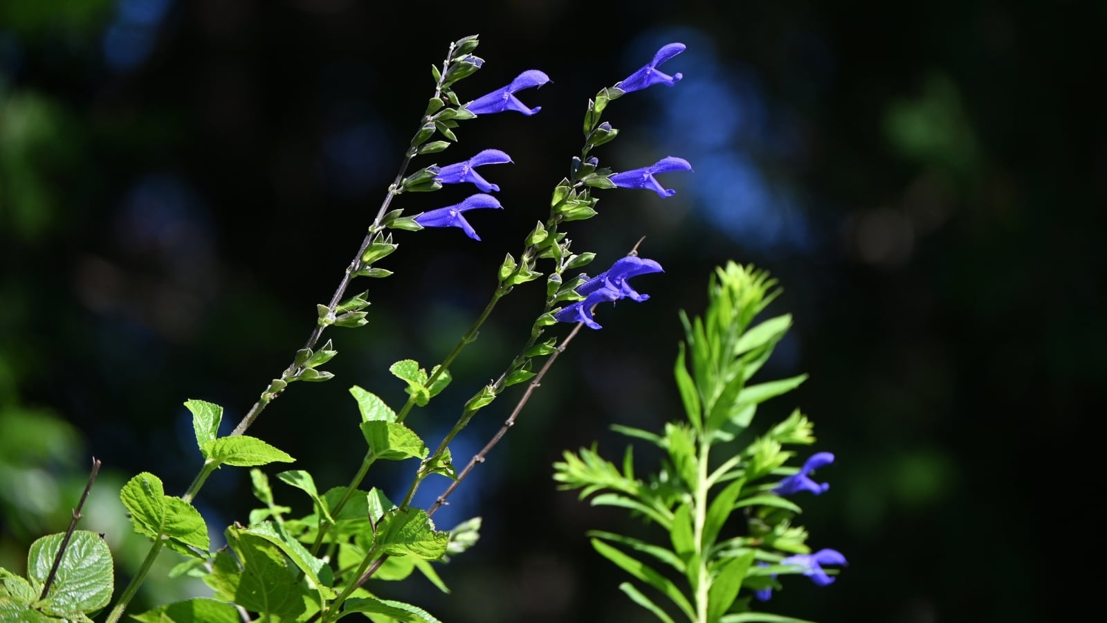 This plant displays vibrant, deep blue tubular flowers on tall, arching stems, with broad, dark green leaves that have a slightly fuzzy texture.
