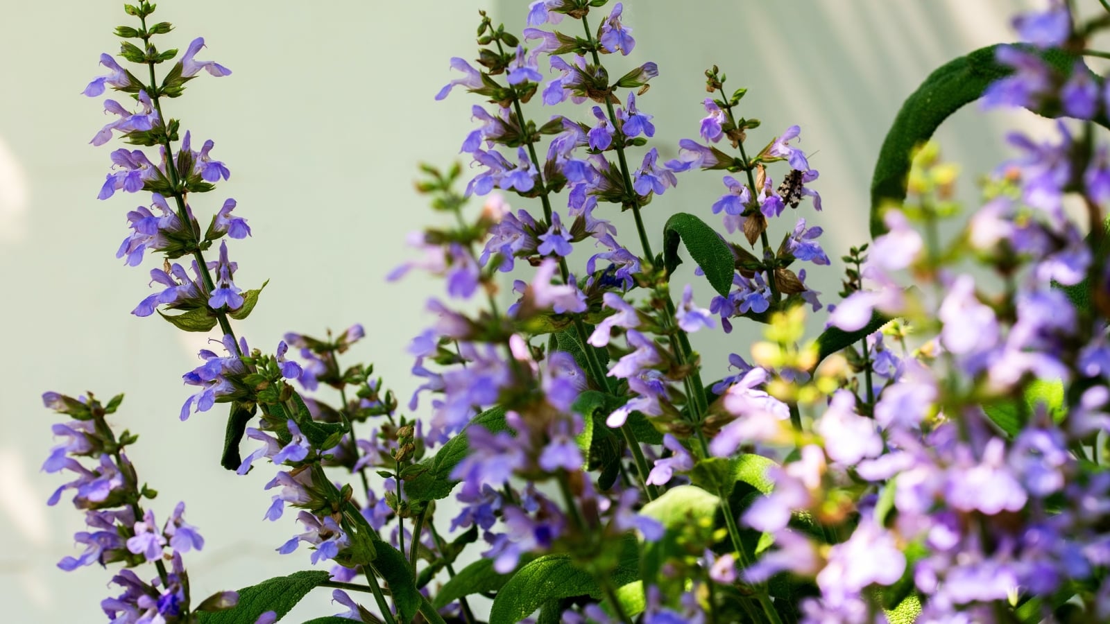 This plant features dense, upright spikes of violet-blue flowers with textured green leaves.
