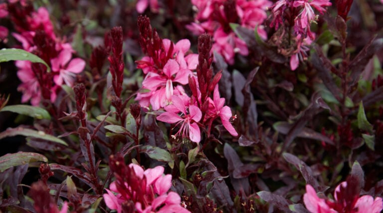 21 Garden Plants With Pink Leaves