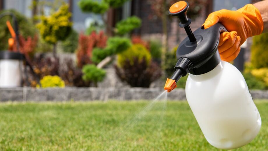 How to Identify and Control Chinch Bugs