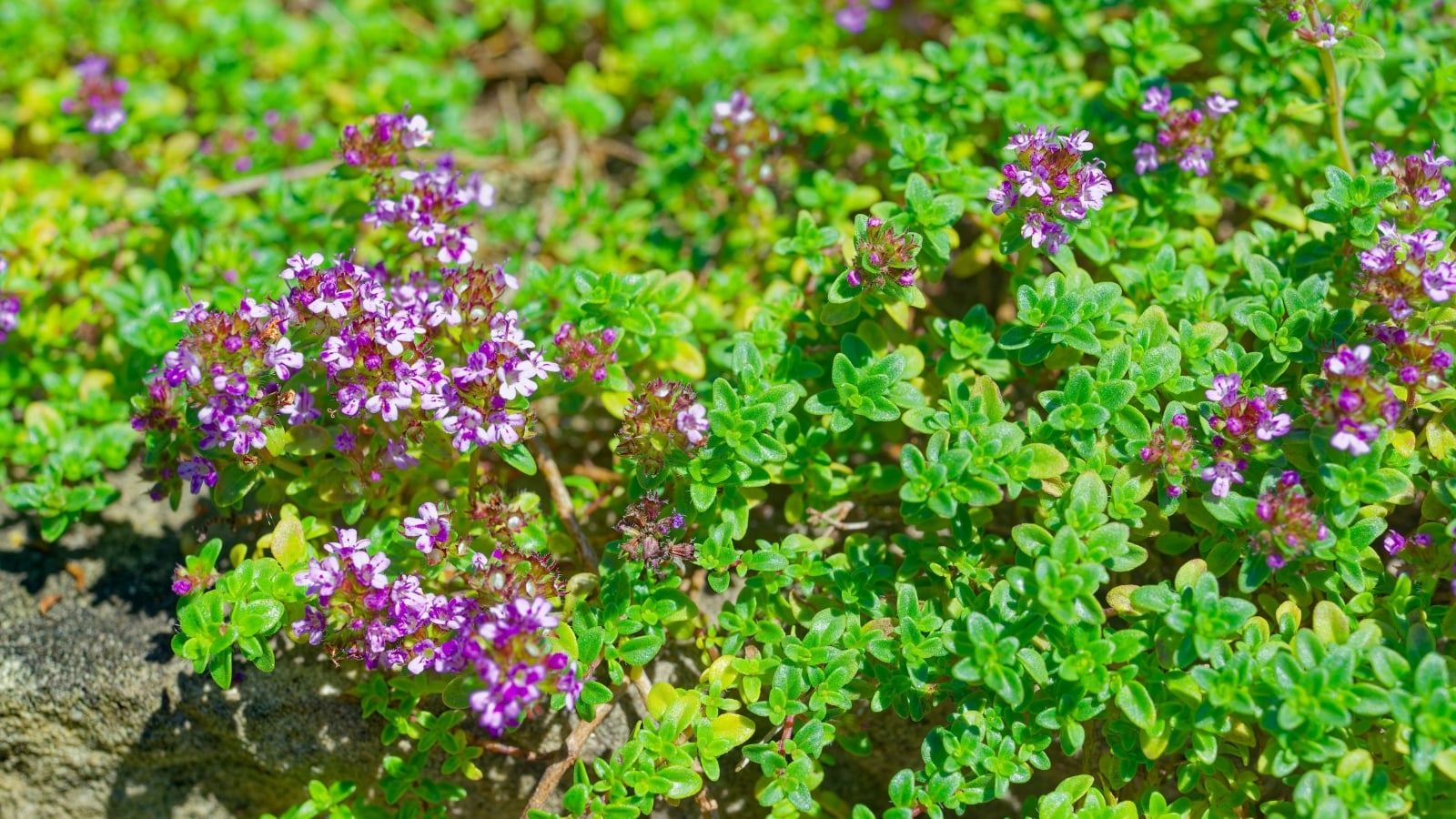 A creeping plant with tiny green leaves and clusters of small, purple flowers that form a dense mat.