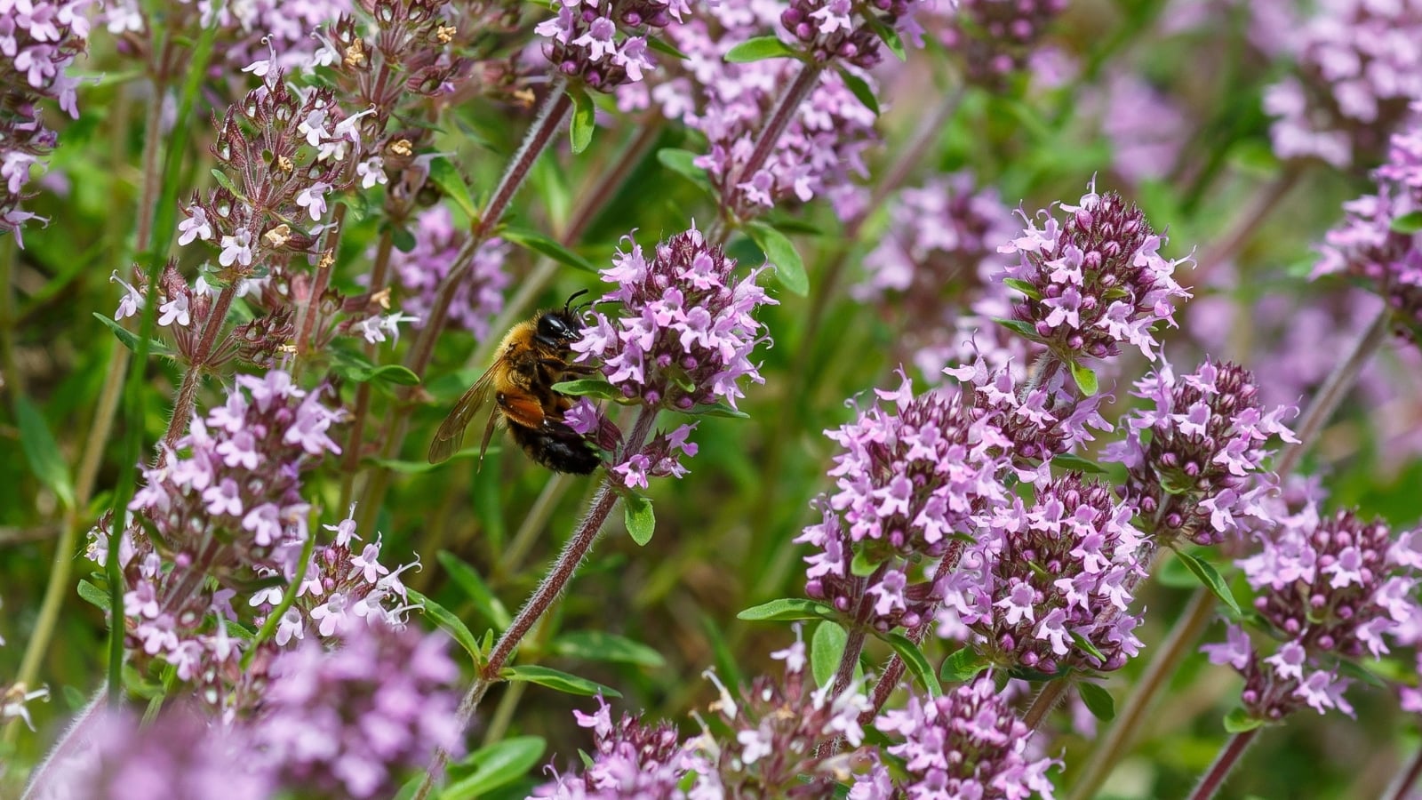 This herb has small, aromatic green leaves and produces clusters of tiny, pale purple flowers on woody stems.