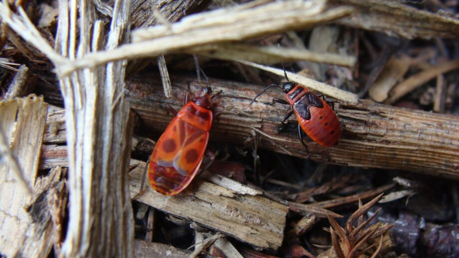 Chamched Insect How to Identify and Control Chinch Bugs
