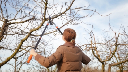 How to Prune Fig Trees for Big Harvests