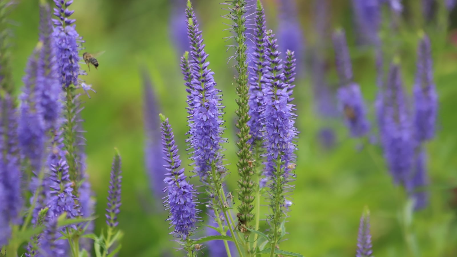 This plant displays dense spikes of small, bright purple flowers, paired with narrow, lance-shaped green leaves.
