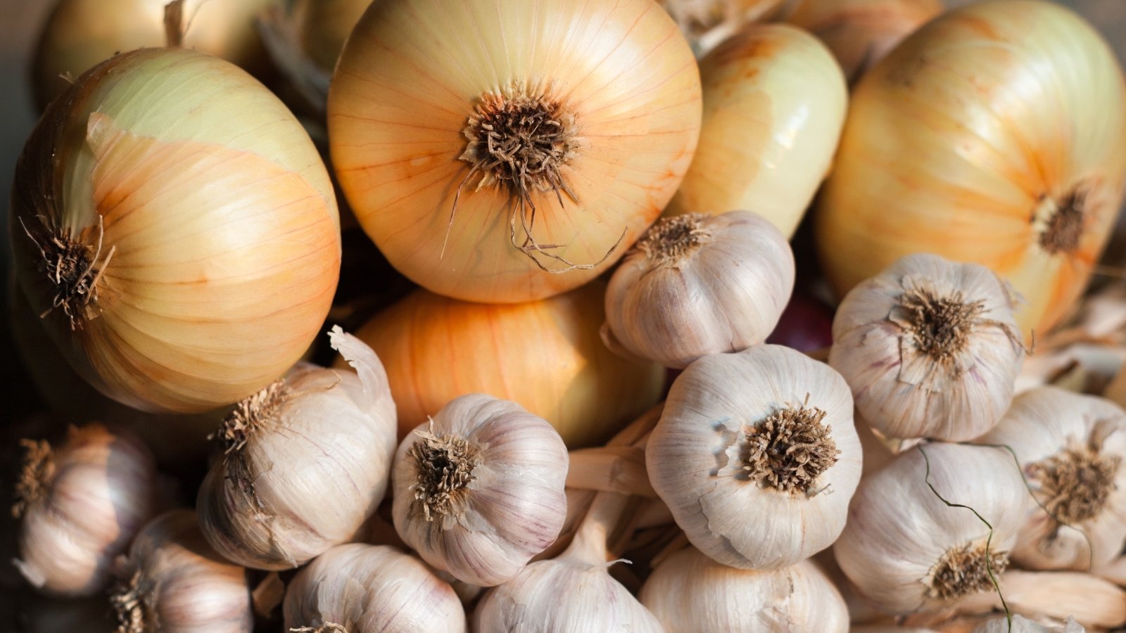 A pile of large, golden-brown allium bulbs mixed with smaller, papery-skinned allium bulbs, showing their overlapping layers and rough, dried roots.