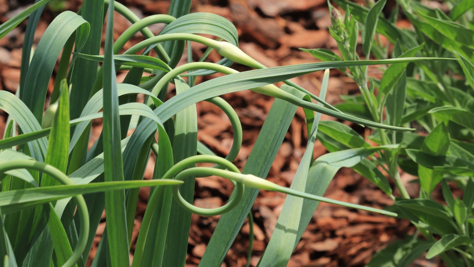 Сушеные стрелы чеснока. Листья чеснока. Стрелки чеснока. Обрезка стрелок у чеснока когда. Обрезка стрелок у чеснока когда.