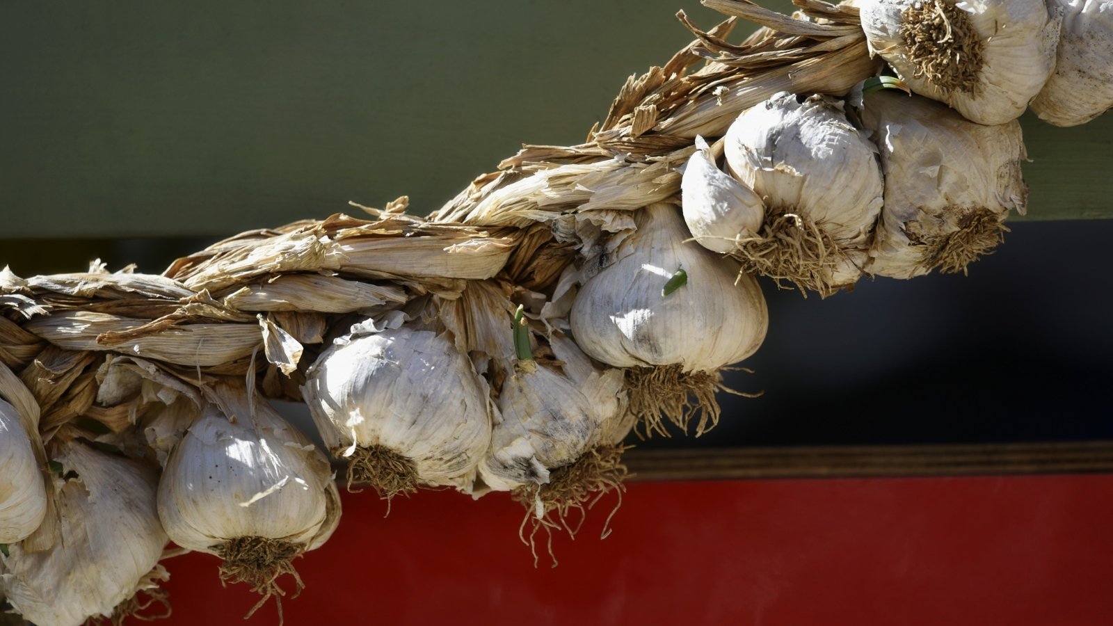 Braided stems of dried allium bulbs, interwoven tightly, with the smooth bulbs hanging from the end of the braided strands.