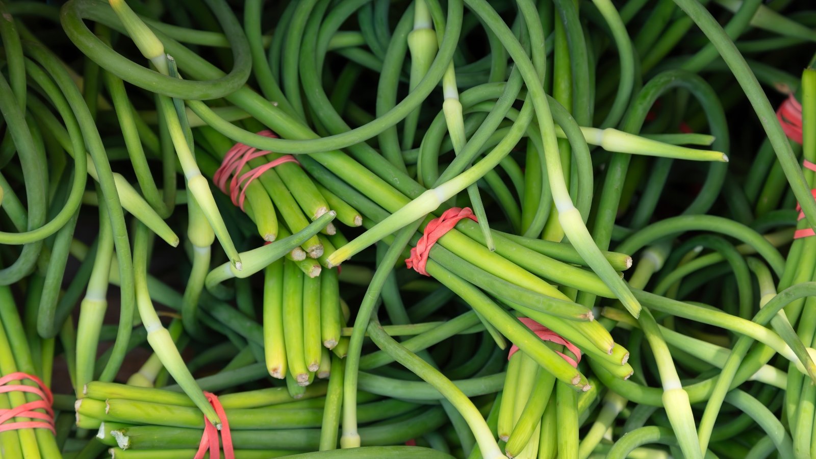 Bright green allium scapes, bundled together with rubber bands, showing their long, curly stems and unopened flower buds.