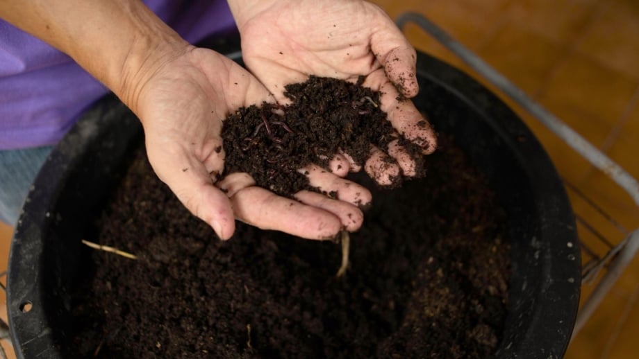 How to Plant, Grow, and Care for Chia