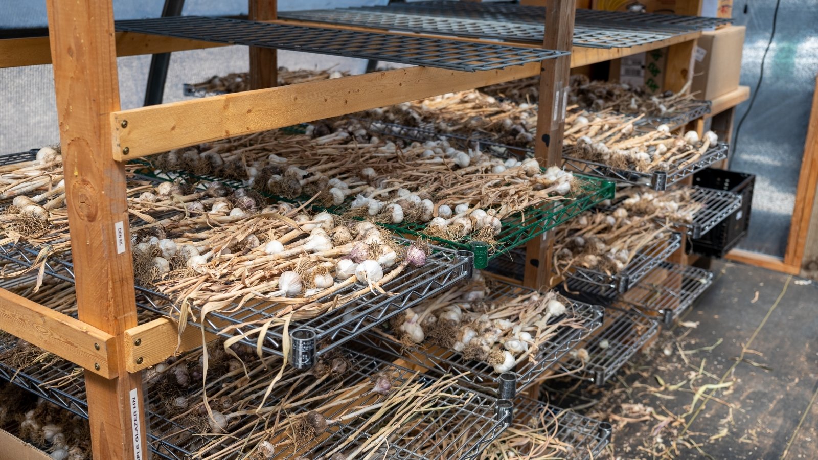 Harvested allium plants with dirt-covered bulbs, laid out on wooden shelves in a well-ventilated area for curing.
