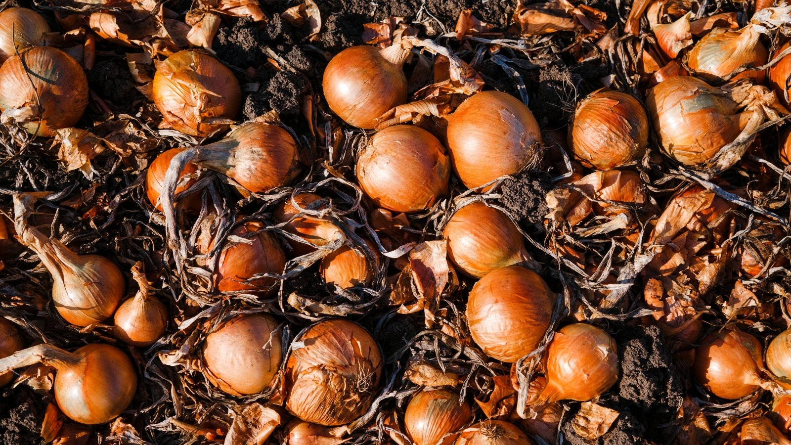 A spread of small allium bulbs and seeds drying on a dark surface, surrounded by crinkled, dark brown outer skins.