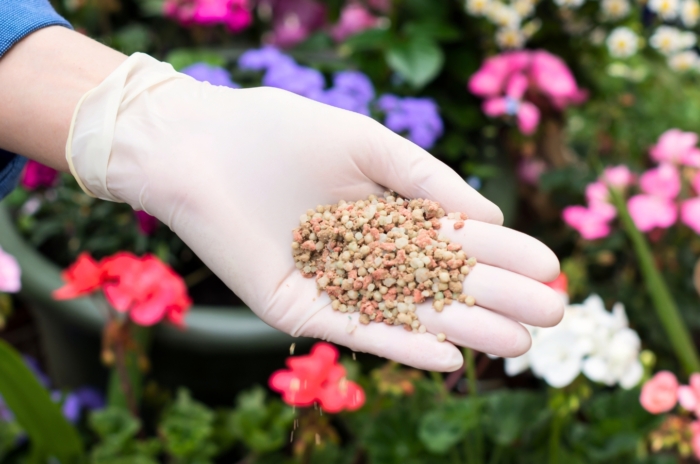 Close-up of a woman's hand in a white glove holding a handful of granulated fertilizer, with colorful annuals in containers in the background.