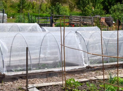 An area in the garden with floating row covers placed in rows surrounded by countless greens placed under sunlight