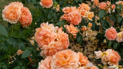 Late Roses How to Plant, Grow, and Care for 'At Last®' Roses