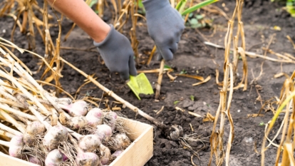 How and When to Harvest Garlic - Epic Gardening