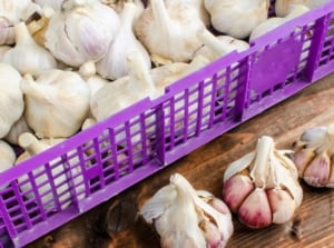 A plastic purple box filled with rounded bulbs consisting of tightly packed cloves with a robust shape and creamy white, slightly reddish papery covering.