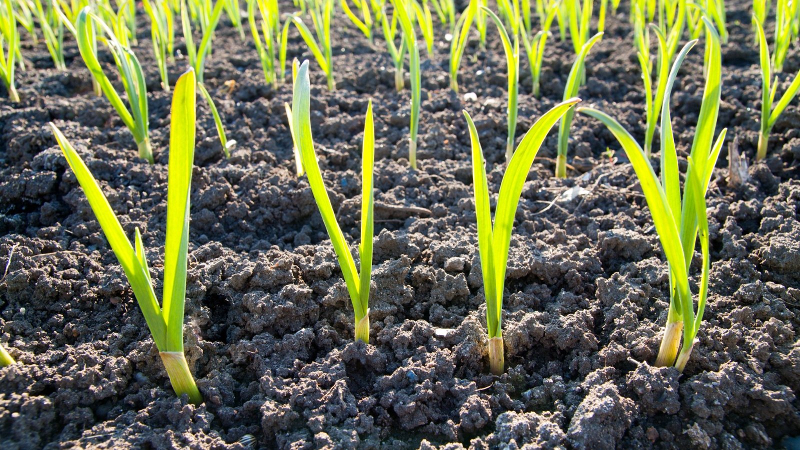 In this image, slender green stalks reach upwards towards the sunlight, their vibrant color and the soft shadows cast by the rays creating a lively and dynamic scene.