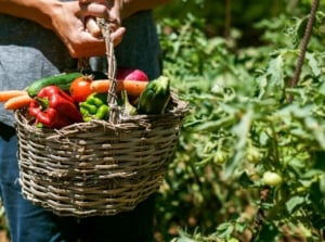 A gardener holding a heavy basket full of freshly picked vegetables, such as cucumbers, peppers, carrots, and tomatoes, from the garden.